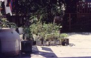 sniper_alley_maurizio_avogadri_ramakavya_19