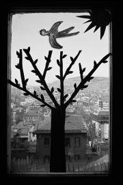 Photo Copyright © Zoran Filipović